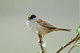 Golden-crowned Sparrowborder=